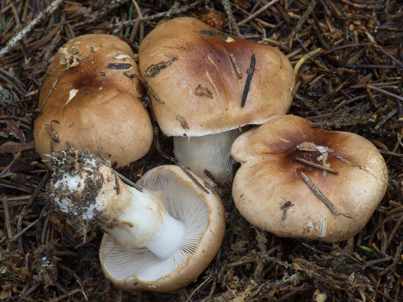 Cortinarius papulosus